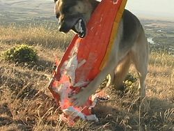 Zagi Eating Dog